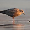 Mew Gull